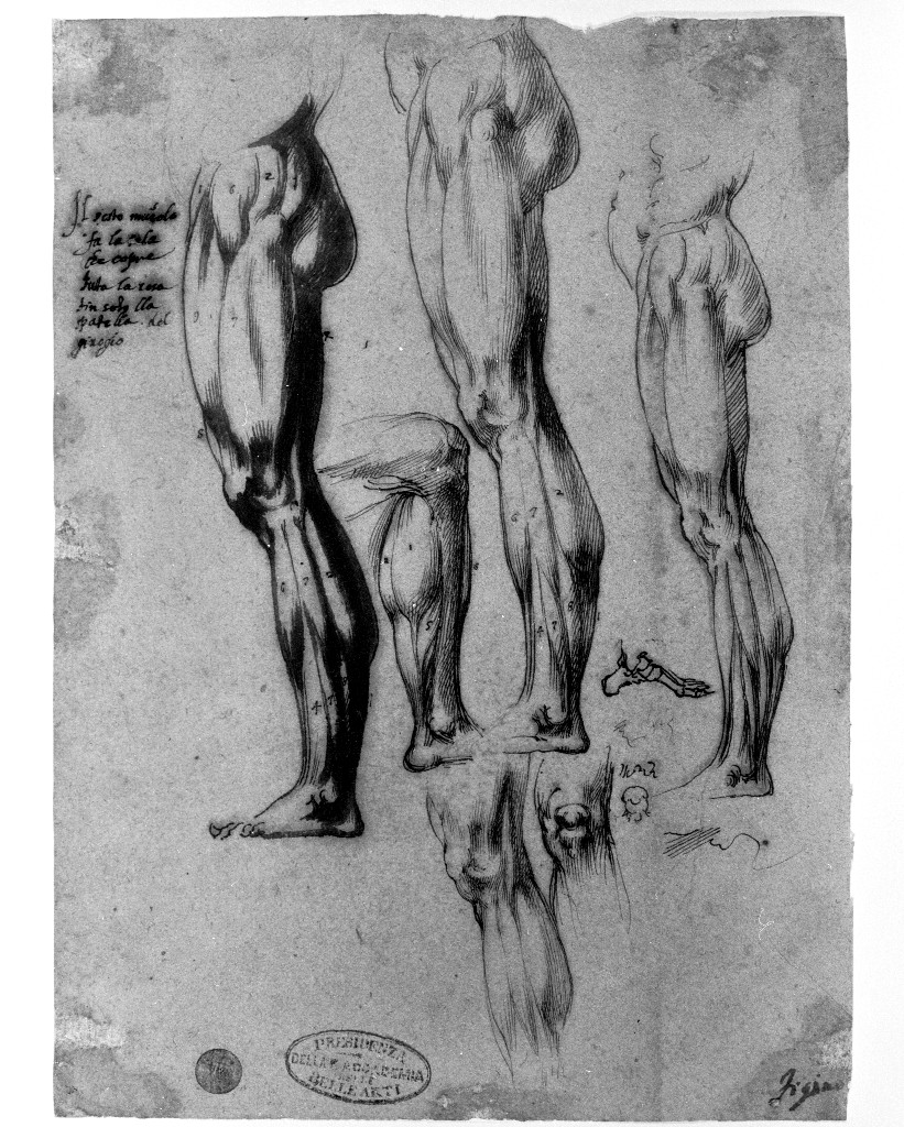 studio di parti anatomiche (disegno, opera isolata) di Figino Giovanni Ambrogio (attribuito) (seconda metà sec. XVI)