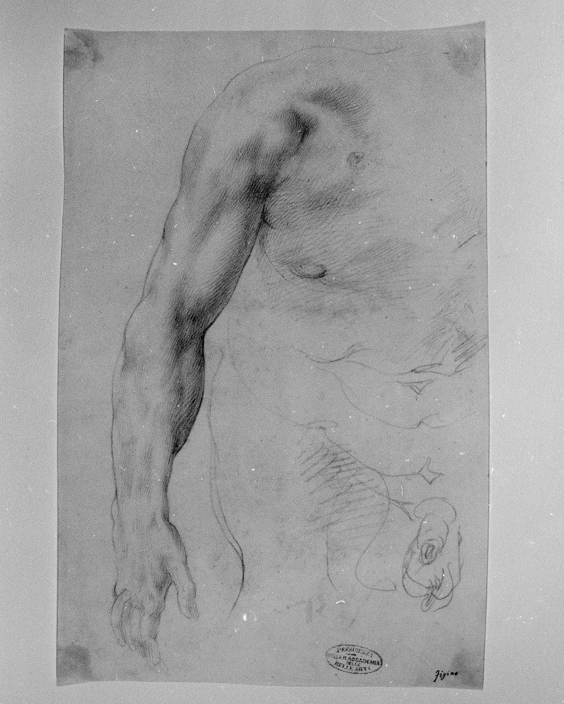 studio di parti anatomiche (disegno, elemento d'insieme) di Figino Giovanni Ambrogio (attribuito) (seconda metà sec. XVI)