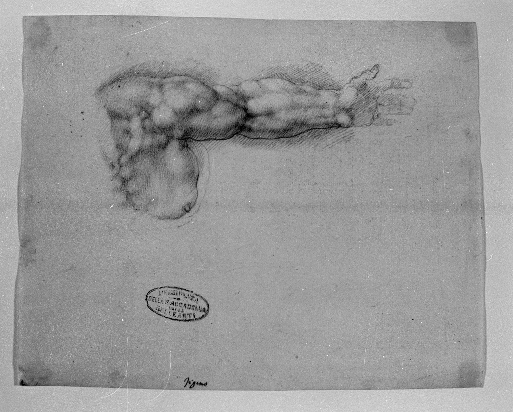 studio di parti anatomiche (disegno, opera isolata) di Figino Giovanni Ambrogio (attribuito) (seconda metà sec. XVI)