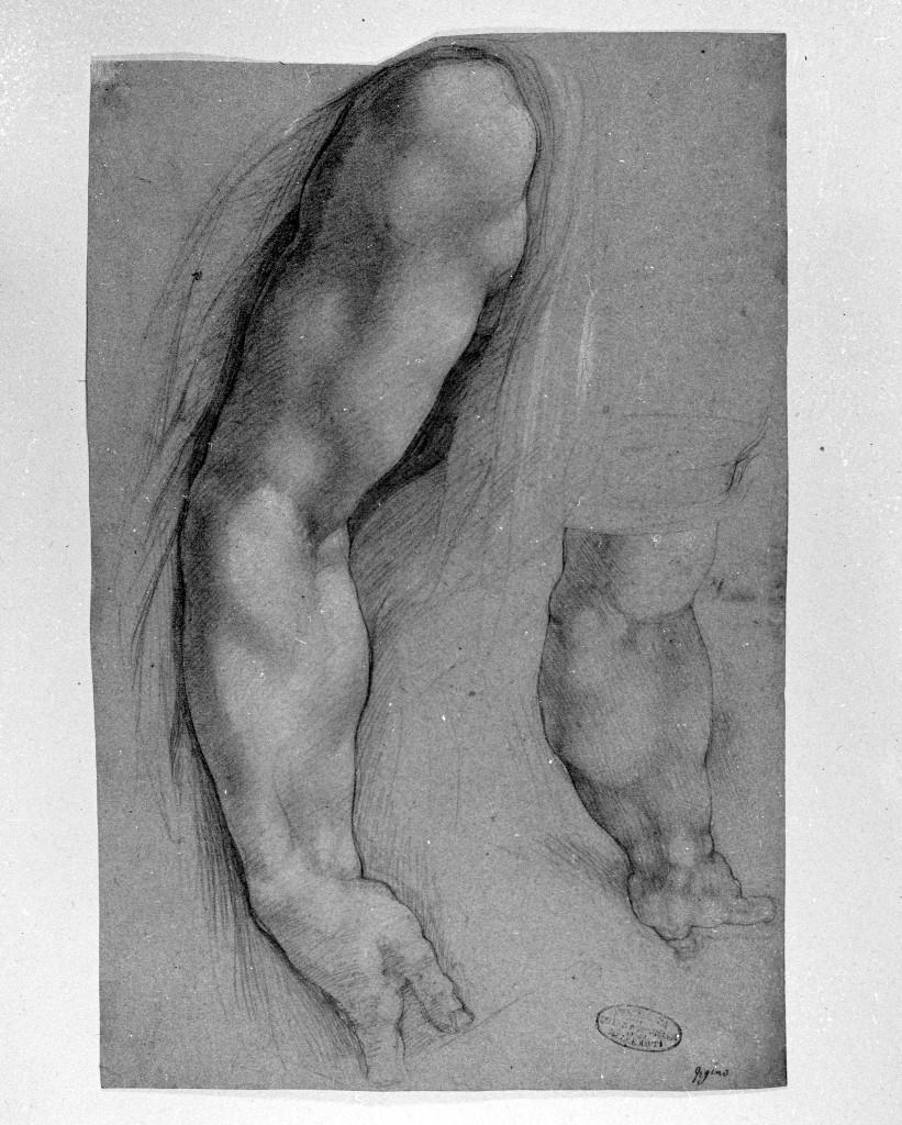 studio di parti anatomiche (disegno, opera isolata) di Figino Giovanni Ambrogio (attribuito) (seconda metà sec. XVI)