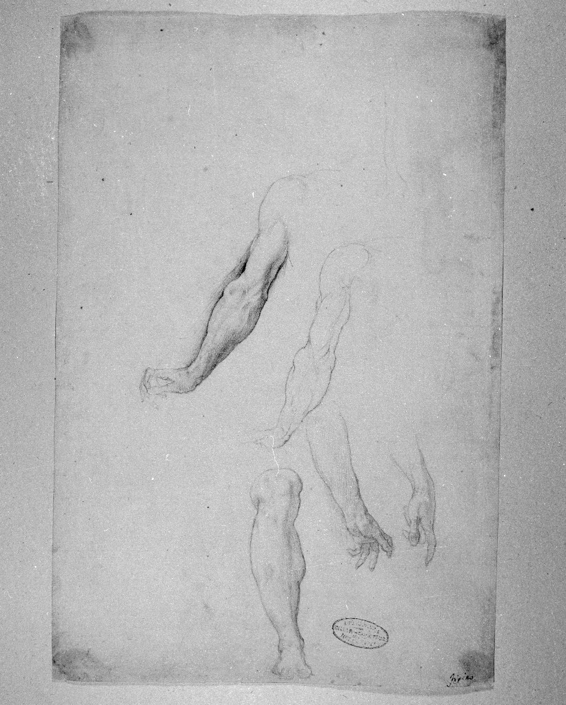 studio di parti anatomiche (disegno, opera isolata) di Figino Giovanni Ambrogio (attribuito) (seconda metà sec. XVI)