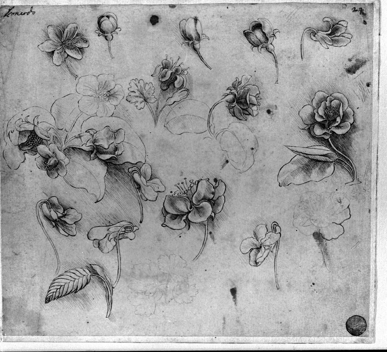 fiori (disegno, opera isolata) di Leonardo da Vinci (secc. XV/ XVI)