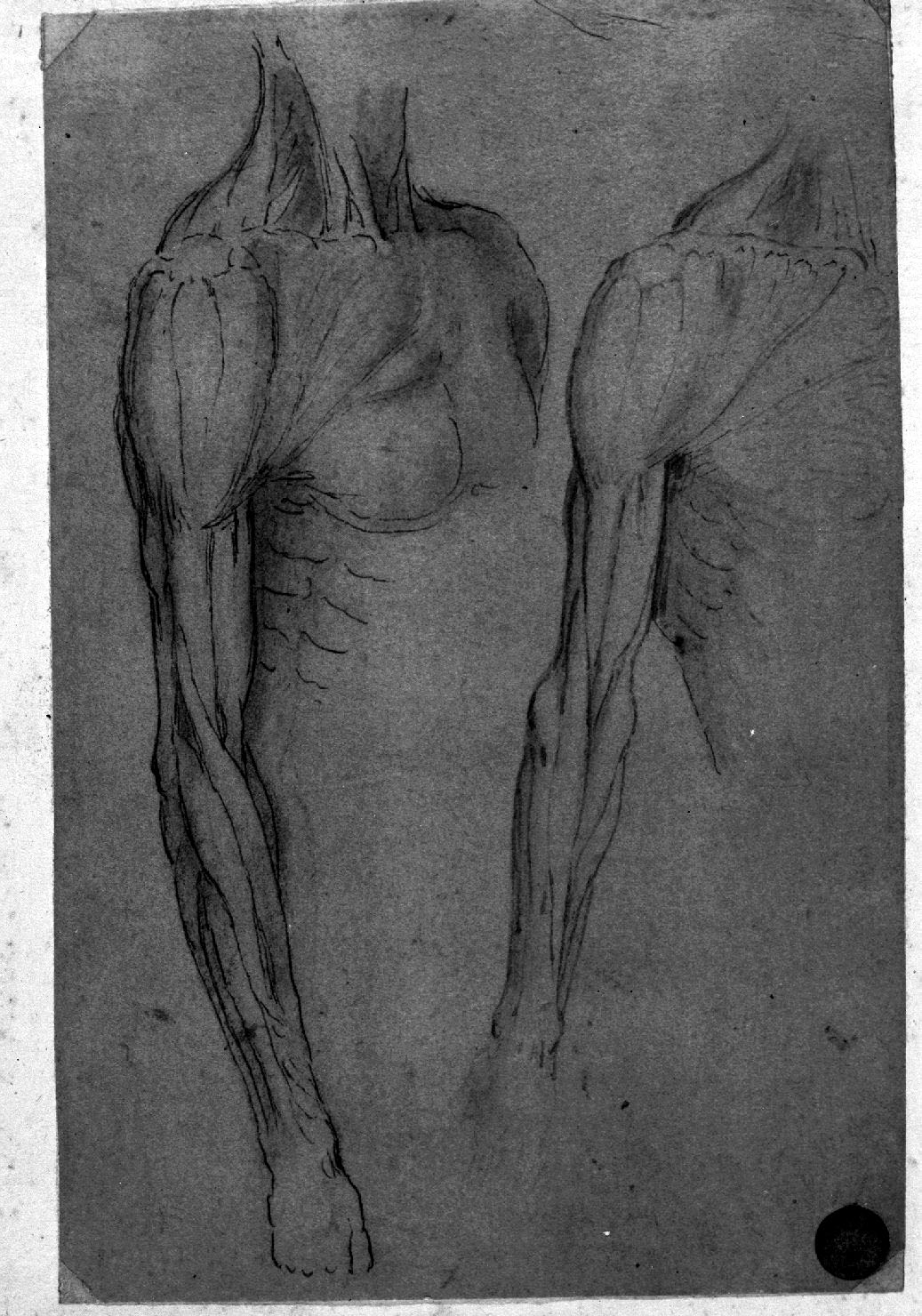 figura maschile (disegno, elemento d'insieme) di Leonardo da Vinci (cerchia) (prima metà sec. XVI)