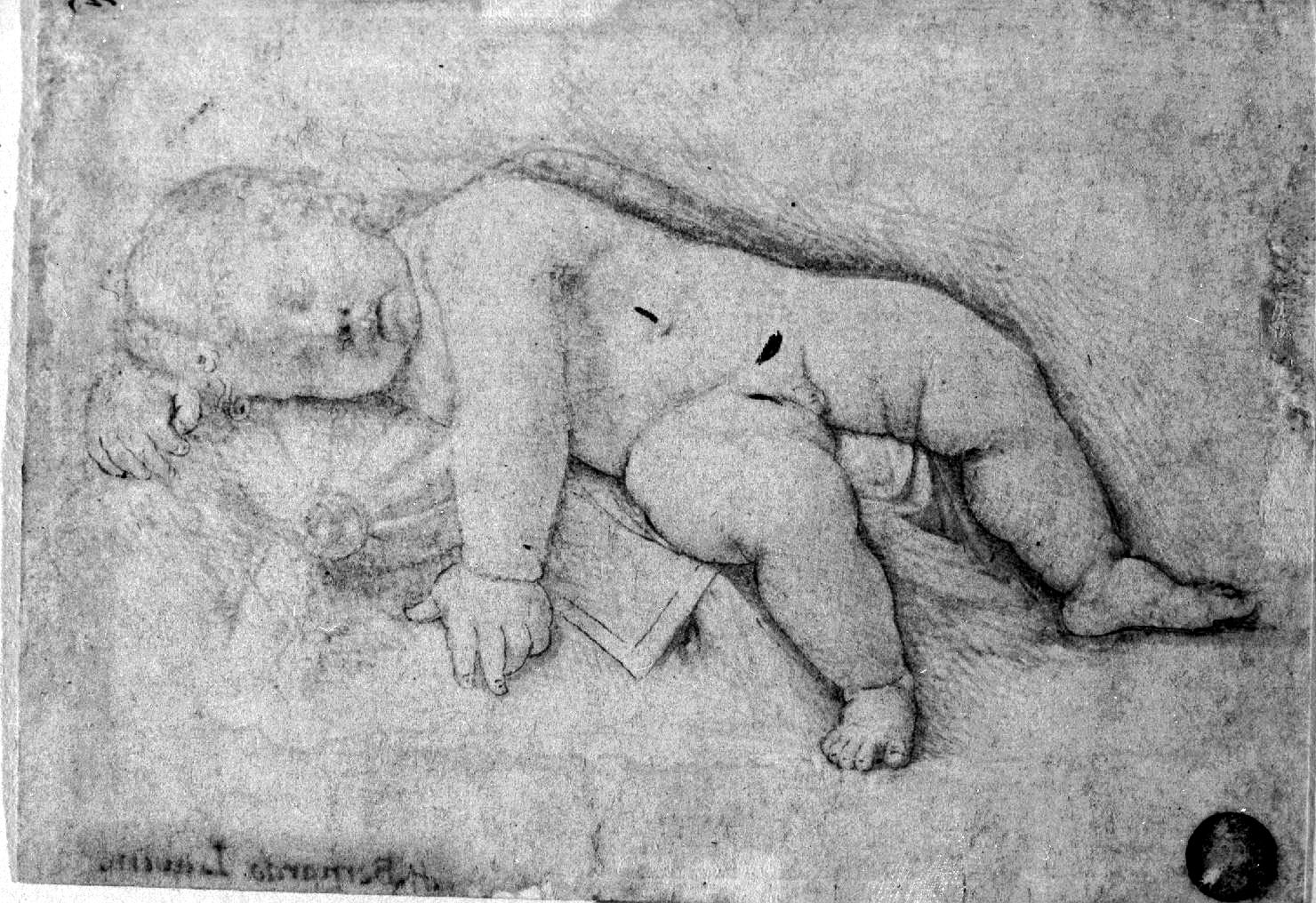 Cupido dormiente (disegno, opera isolata) di Solario Andrea (primo quarto sec. XVI)