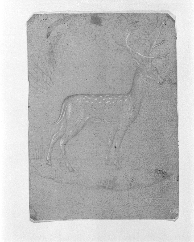 Cervo in piedi, di profilo verso destra, cervo (disegno, opera isolata) - ambito lombardo (inizio sec. XV)