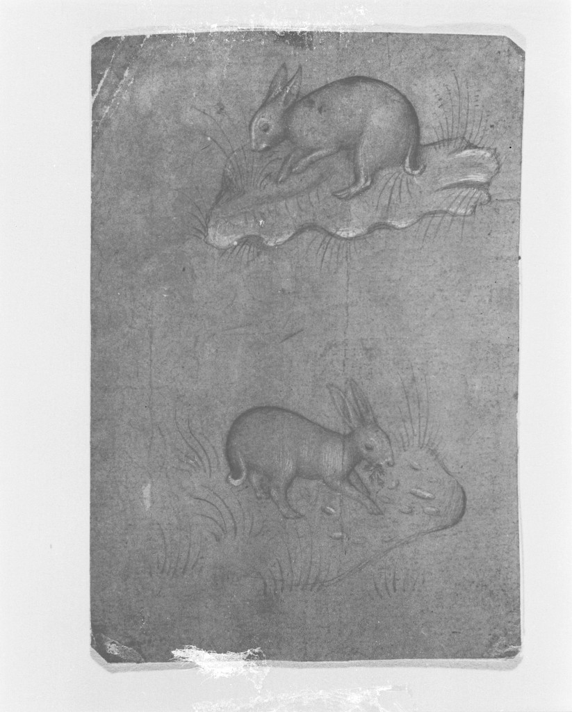 Due conigli che brucano, animali (disegno, opera isolata) - ambito lombardo (inizio sec. XV)