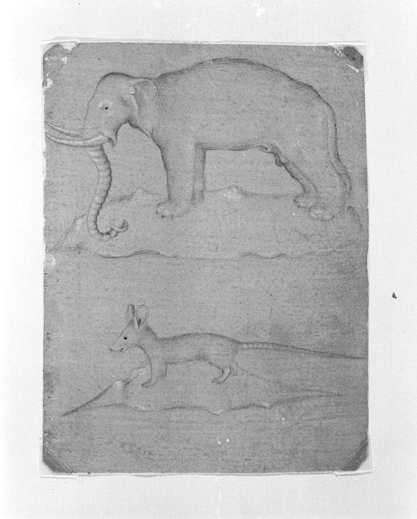 Elefante e icneumone, in piedi, di profilo a sinistra, animali (disegno, opera isolata) - ambito lombardo (inizio sec. XV)