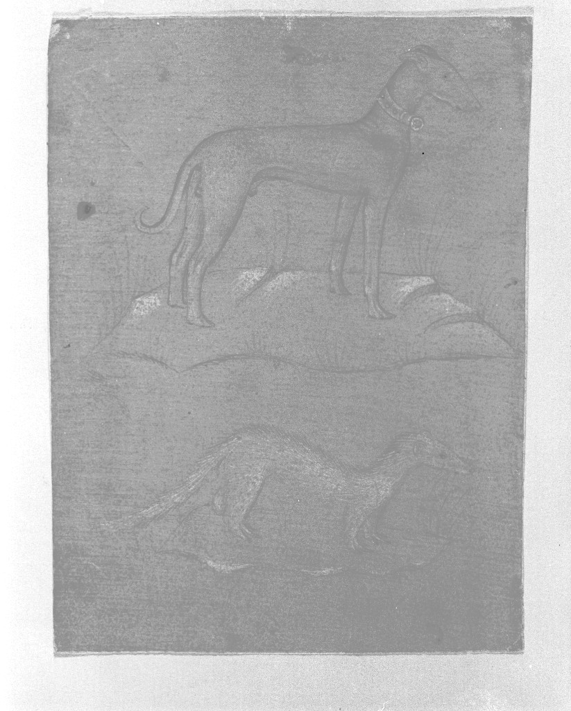 Levriero e donnola in piedi, di profilo a destra, animali (disegno, opera isolata) - ambito lombardo (inizio sec. XV)