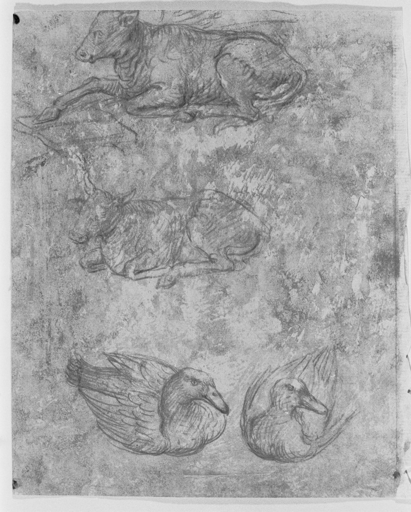 Due studi di bue, e due anatre, animali (disegno, elemento d'insieme) di Boccaccino Boccaccio (secc. XV/ XVI)