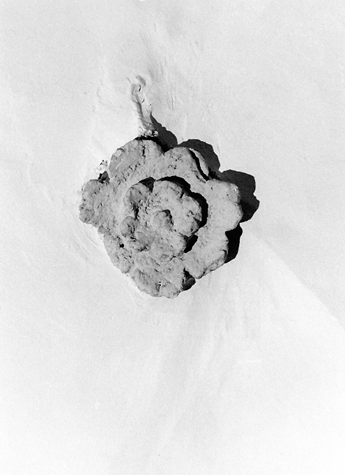 fiore (chiave di volta) - ambito pugliese (sec. XVI)