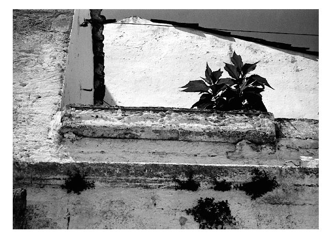 motivi decorativi floreali (rilievo, frammento) - bottega pugliese (sec. XVII)
