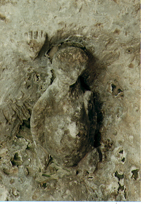 simbolo di San Giovanni Evangelista: aquila (decorazione plastica) - ambito Italia meridionale (sec. XVI)