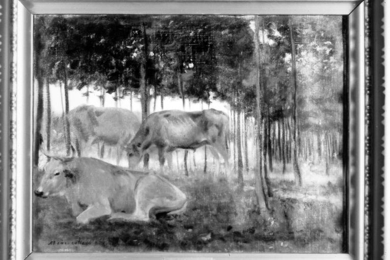 Buoi ammalati in un bosco di Massa Carrara (dipinto) di Calderini Marco (secc. XIX/ XX)