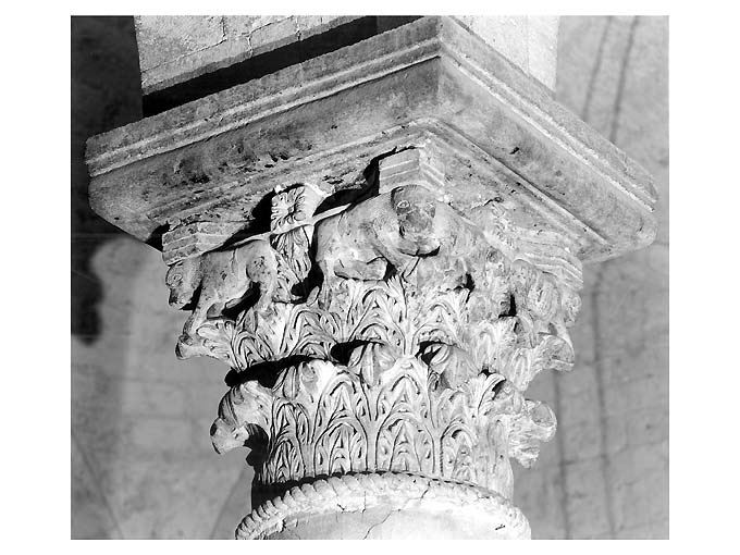 felini su foglie di acanto (capitello) - ambito bitontino (sec. XII)