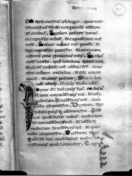 animale rapace (miniatura) - ambito beneventano (fine/inizio secc. XI/ XII)
