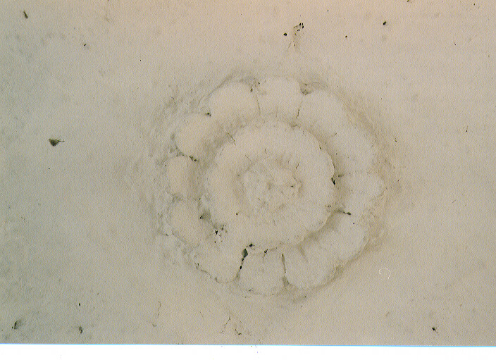 chiave di volta - ambito salentino (sec. XVIII)
