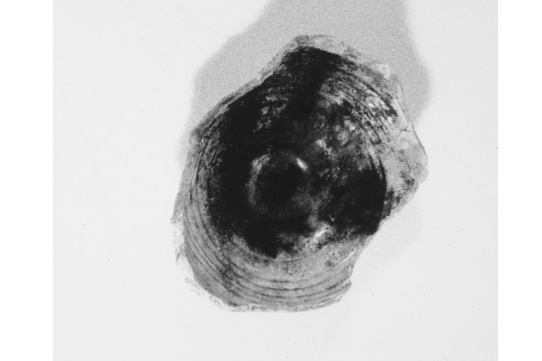 motivo decorativo geometrico (ciotola, frammento) - produzione apulo-lucana (metà sec. XIII)