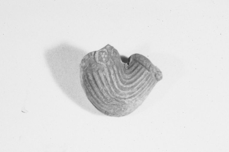 motivo decorativo (pipa, frammento) - produzione apulo-lucana (secc. XVIII/ XIX)