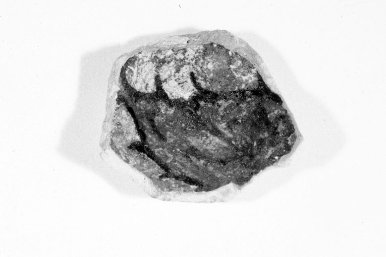 motivo decorativo zoomorfo (ciotola, frammento) - produzione apulo-lucana (sec. XIII)