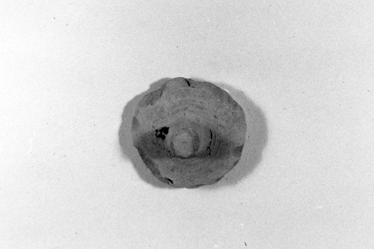 coperchio, frammento - produzione apulo-lucana (sec. XV)