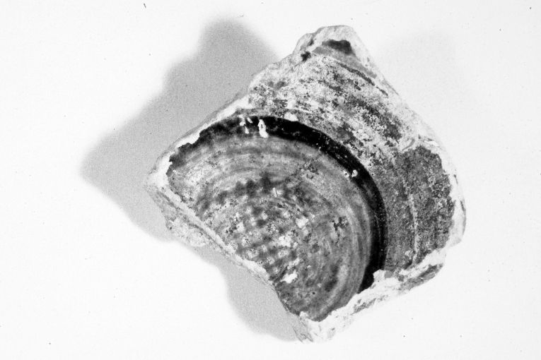 motivo decorativo geometrico (ciotola, frammento) - produzione apulo-lucana (metà sec. XIII)