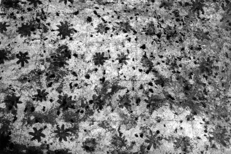 motivi decorativi vegetali (dipinto) - ambito Italia meridionale (sec. XVIII)