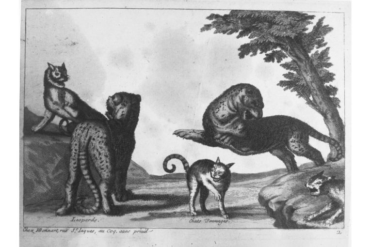 Paesaggio con gatti e loepardi (stampa colorata a mano) - ambito francese (seconda metà sec. XVIII)