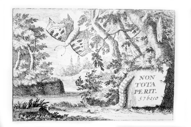 Bosco con farfalla e bruco (stampa smarginata) - ambito italiano (sec. XVIII)