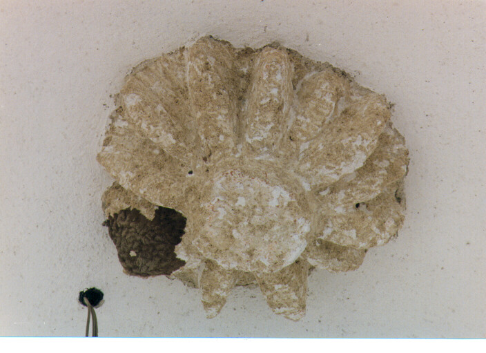 chiave di volta - ambito salentino (sec. XVIII)