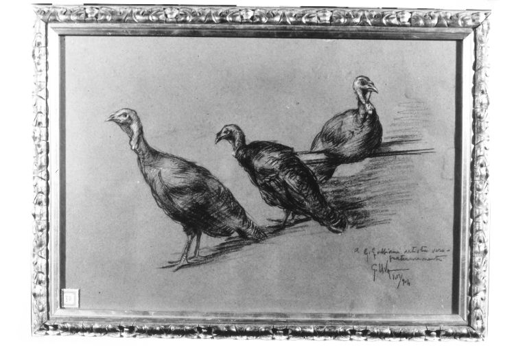 tacchini (disegno) di Uva Giuseppe (sec. XX)