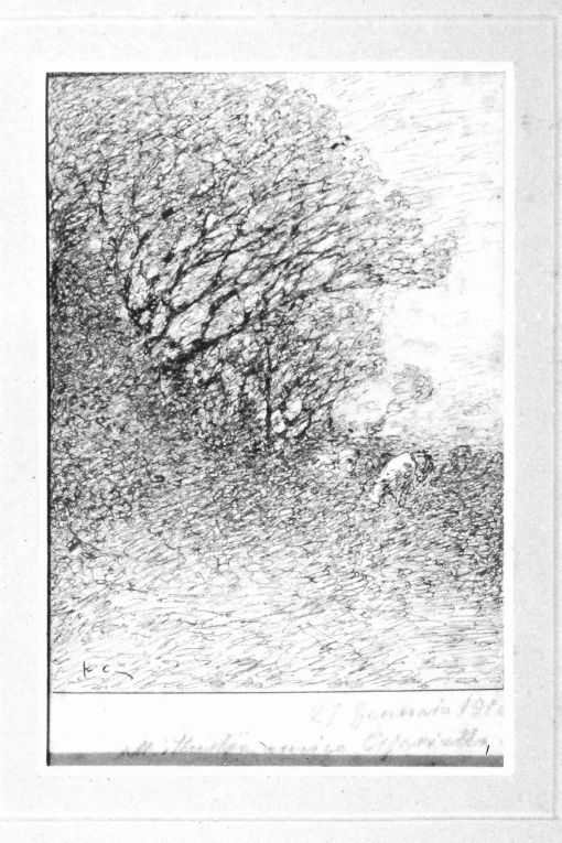 bosco (disegno) di Cortese Federico (sec. XX)