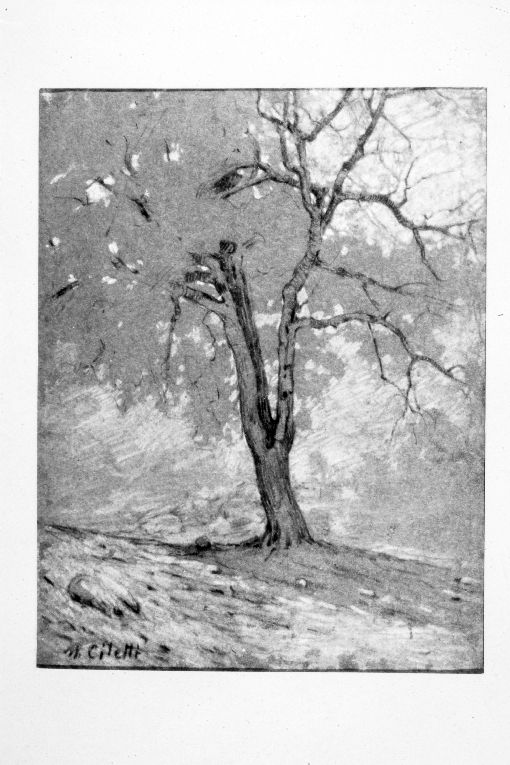 albero (disegno) di Ciletti Nicola (secc. XIX/ XX)