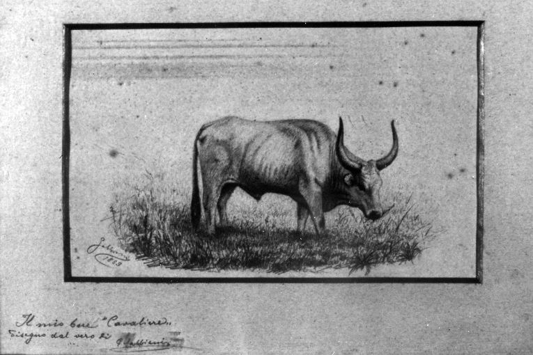 "Il mio bue Cavaliere" (disegno) di Gabbiani Giuseppe (sec. XIX)