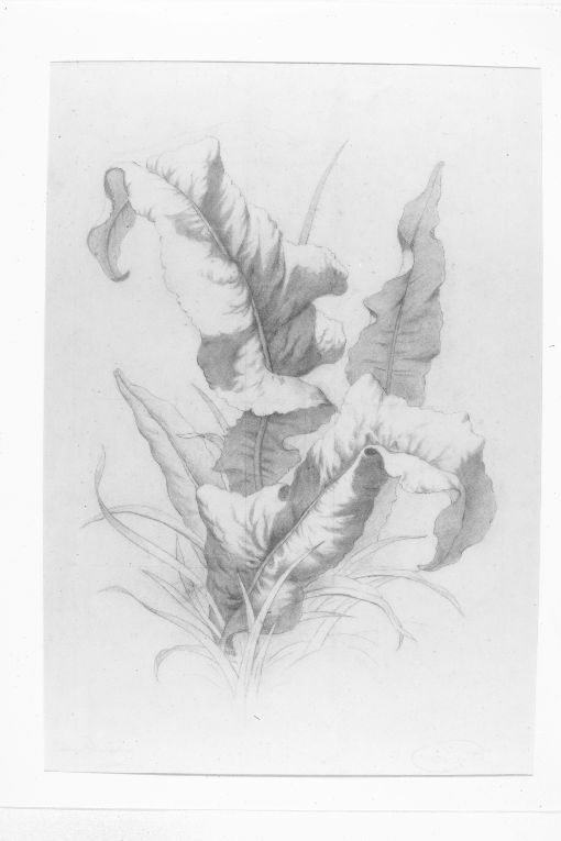 Foglie (disegno) di De Stefano Vincenzo (sec. XIX)