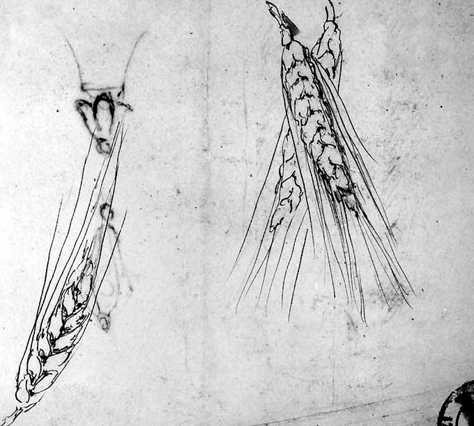 studio di spighe di grano (disegno preparatorio) di De Napoli Michele (attribuito) (sec. XIX)