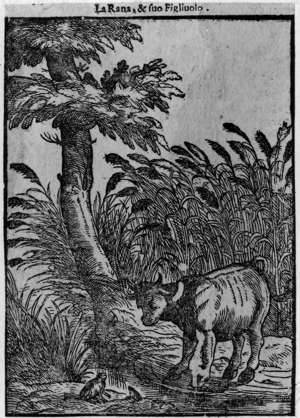favola della rana e della mucca (stampa smarginata, serie) di Verdizotti Giovanni Mario (sec. XVI)