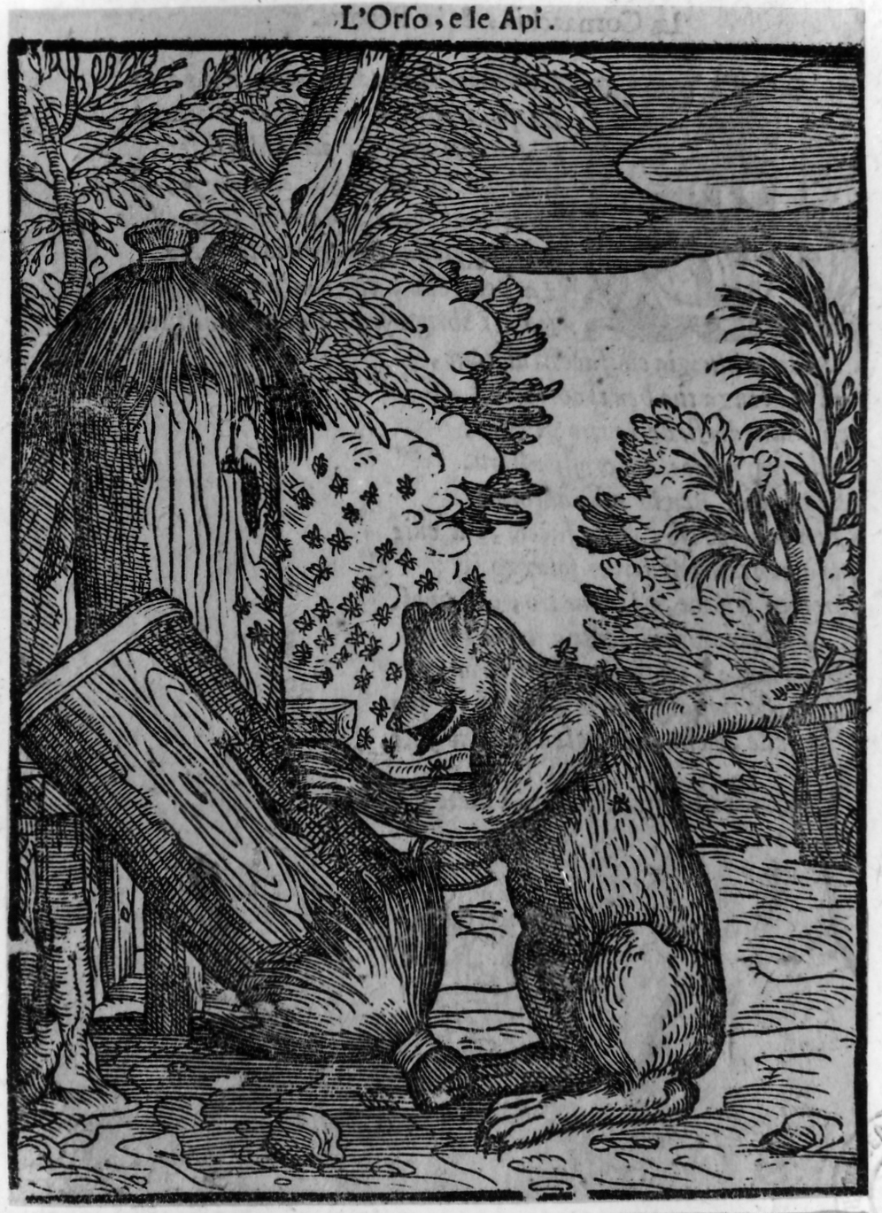 favola dell'orso e le api (stampa smarginata, serie) di Verdizotti Giovanni Mario (sec. XVI)
