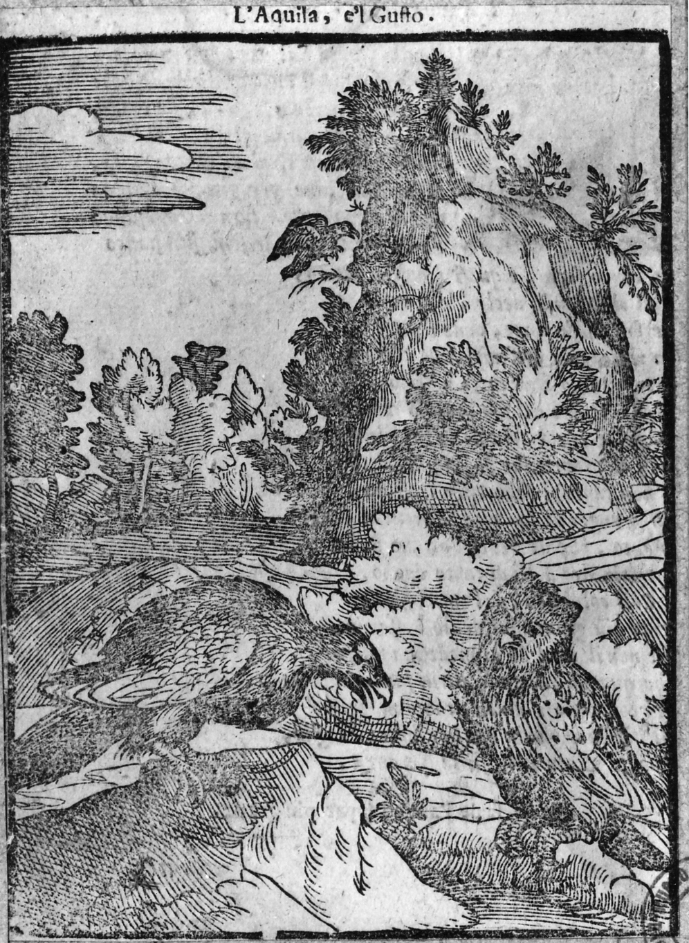 favola dell'aquila e il gufo (stampa smarginata, serie) di Verdizotti Giovanni Mario (sec. XVI)