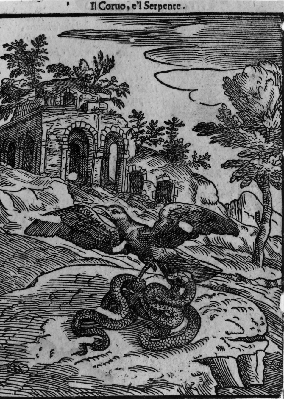 favola del corvo e il serpente (stampa smarginata, serie) di Verdizotti Giovanni Mario (sec. XVI)