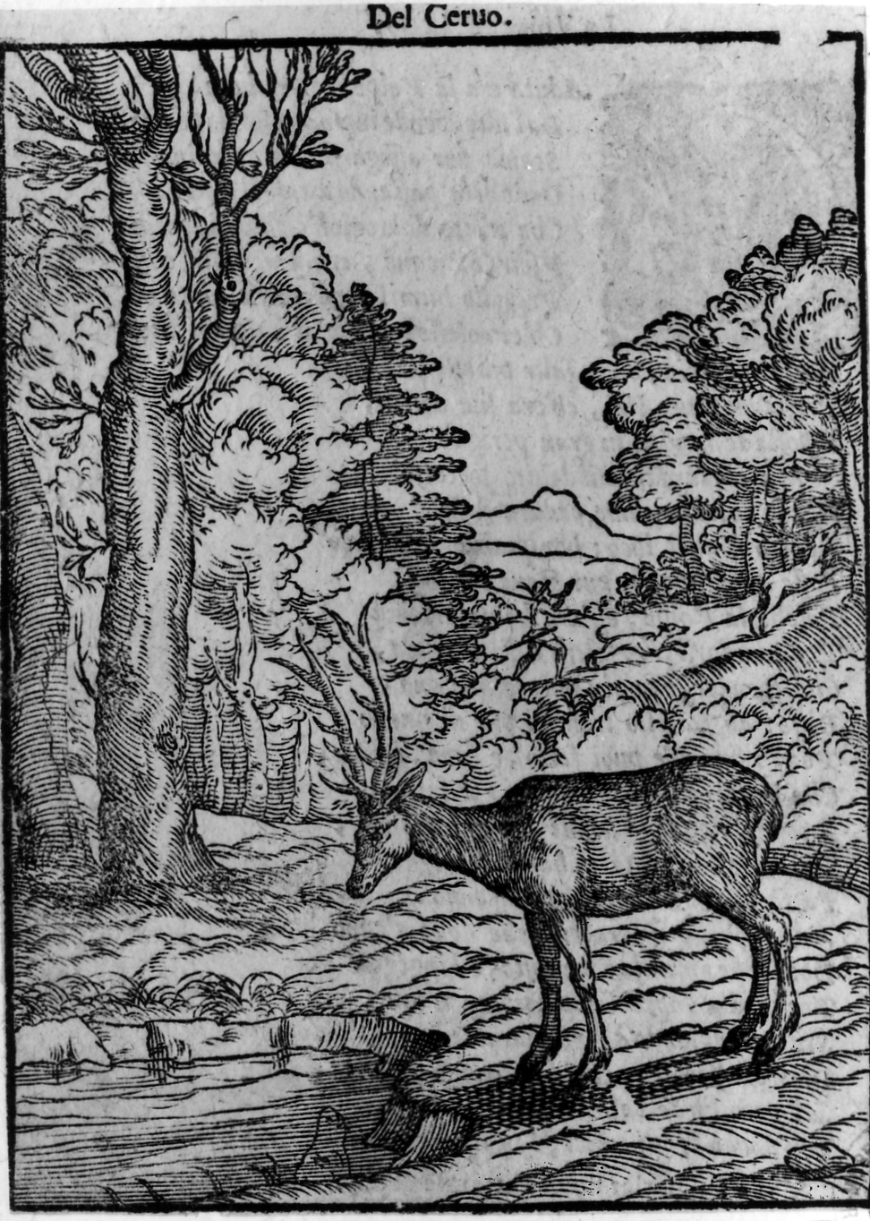 favola del cervo alla fonte (stampa smarginata, serie) di Verdizotti Giovanni Mario (sec. XVI)