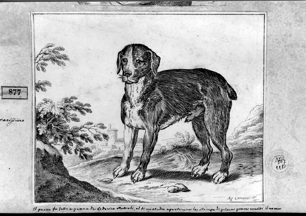 cane (stampa smarginata) di Carracci Agostino, Mattioli Lodovico (sec. XVI)