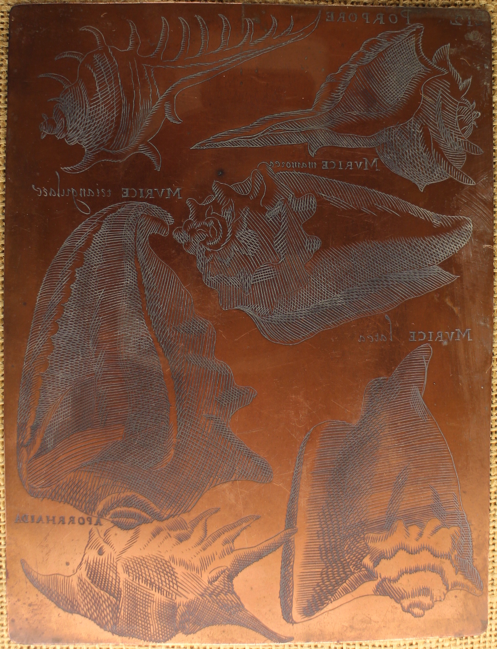 matrice - ambito veneto (terzo quarto XVII)