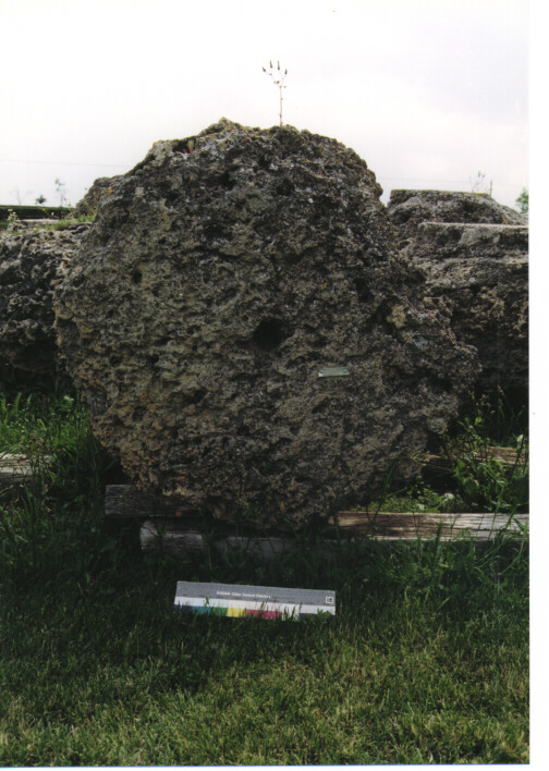 rocchio/ frammento - ambito acheo coloniale (terzo quarto sec. VI a.C)