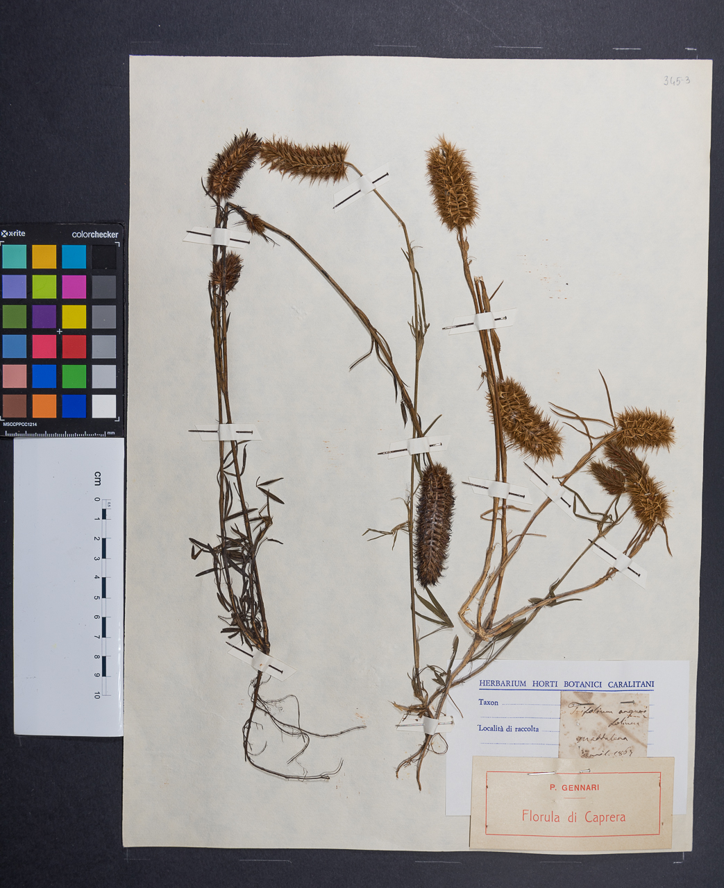 campione (1867/04/00)