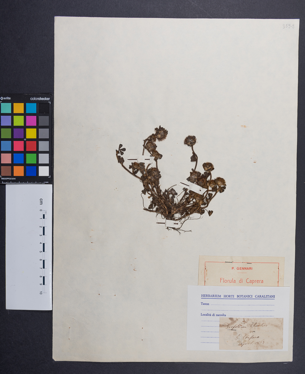 campione (1867/04/00)