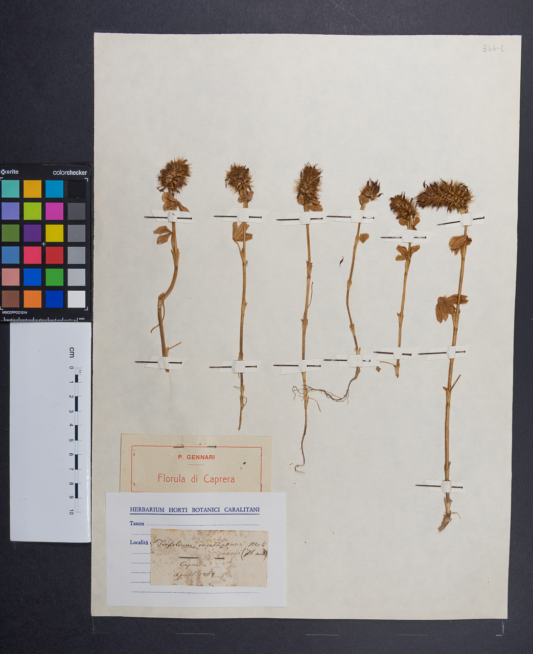 campione (1867/04/00)