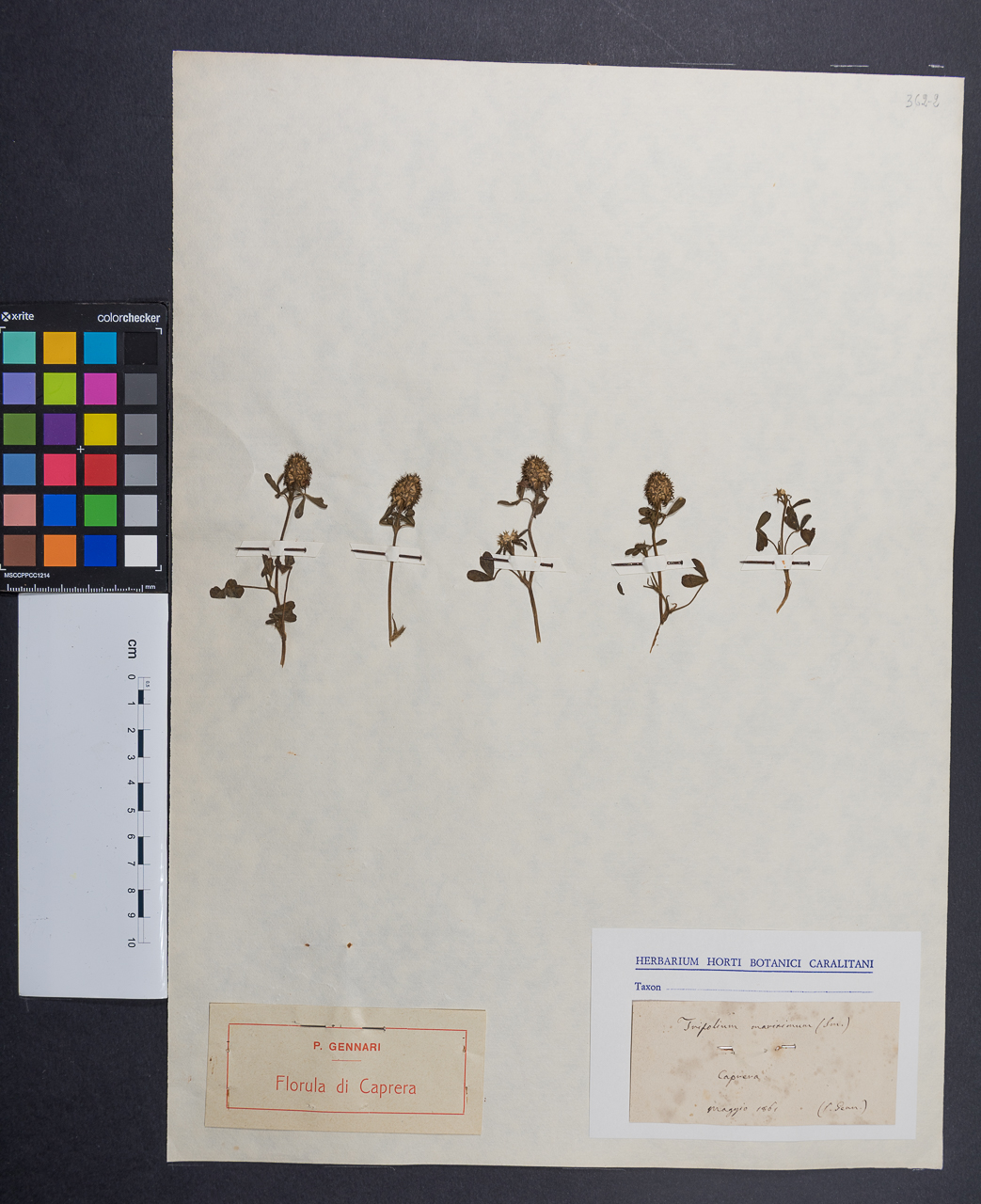 campione (1861/05/00)