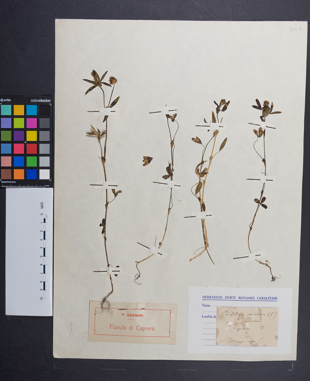 campione (1862/05/00)