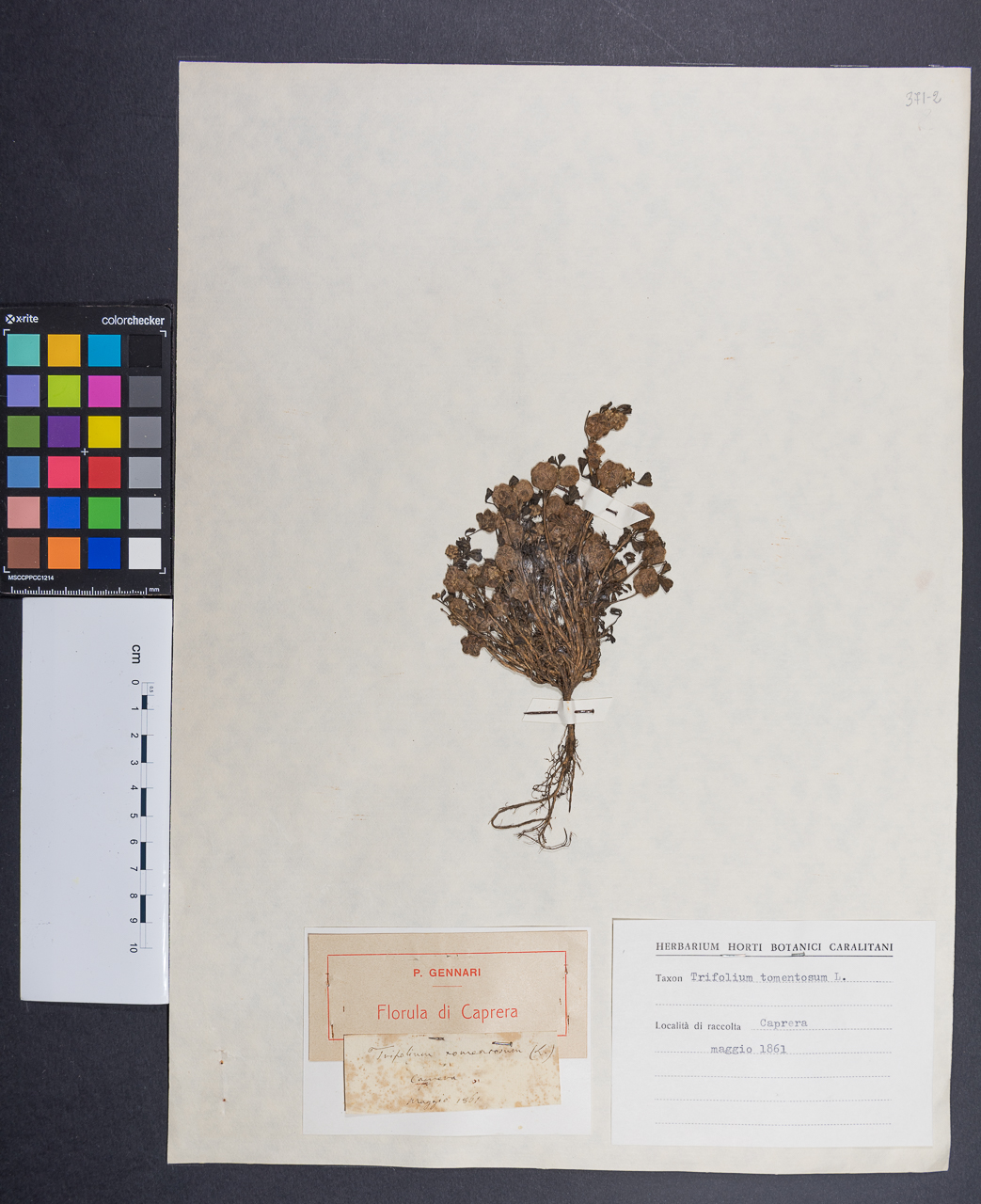 campione (1861/05/00)