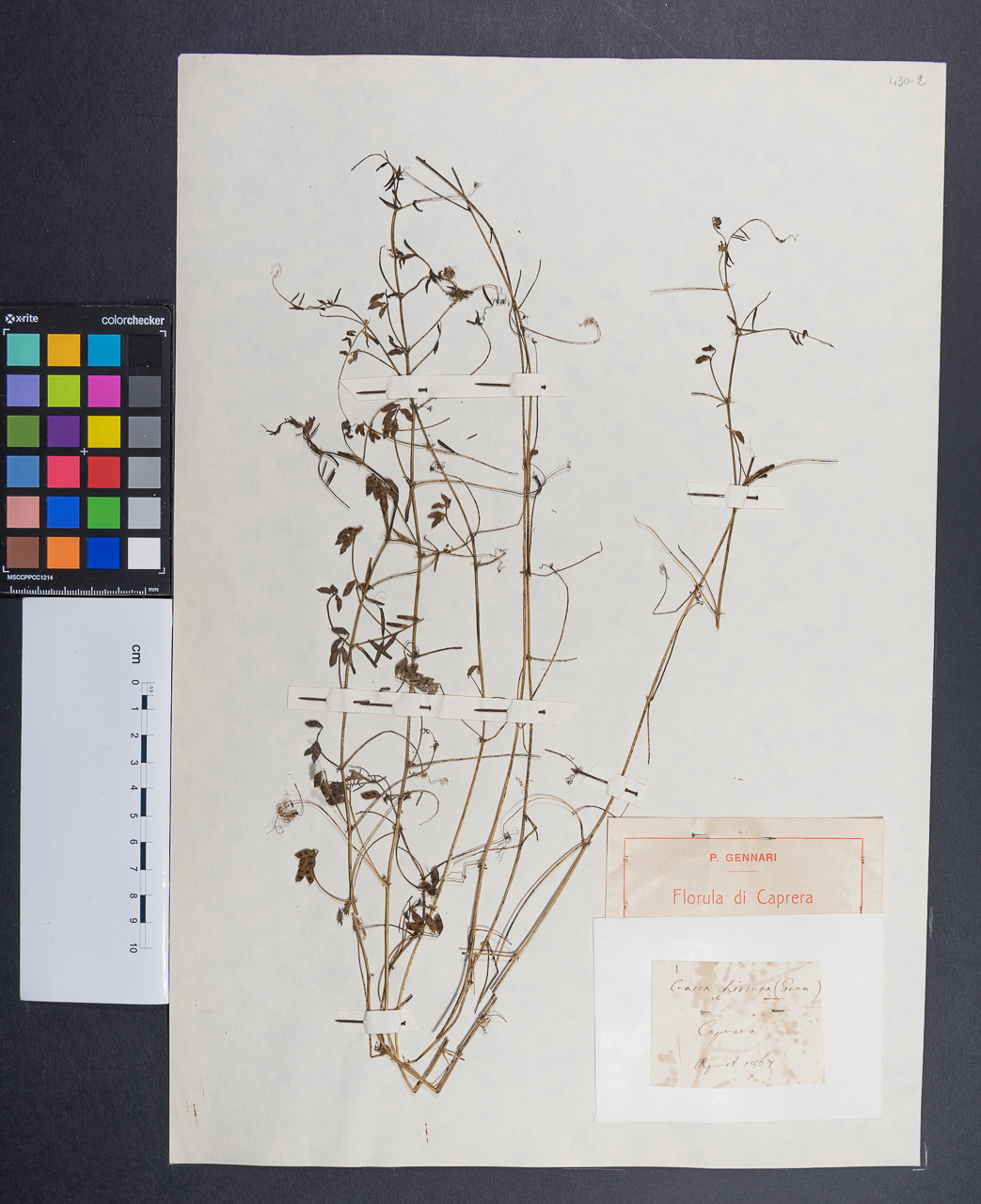 campione (1867/04/00)